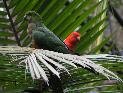 King Parrots