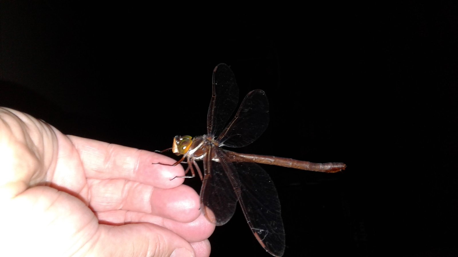 Dragonfly on finger