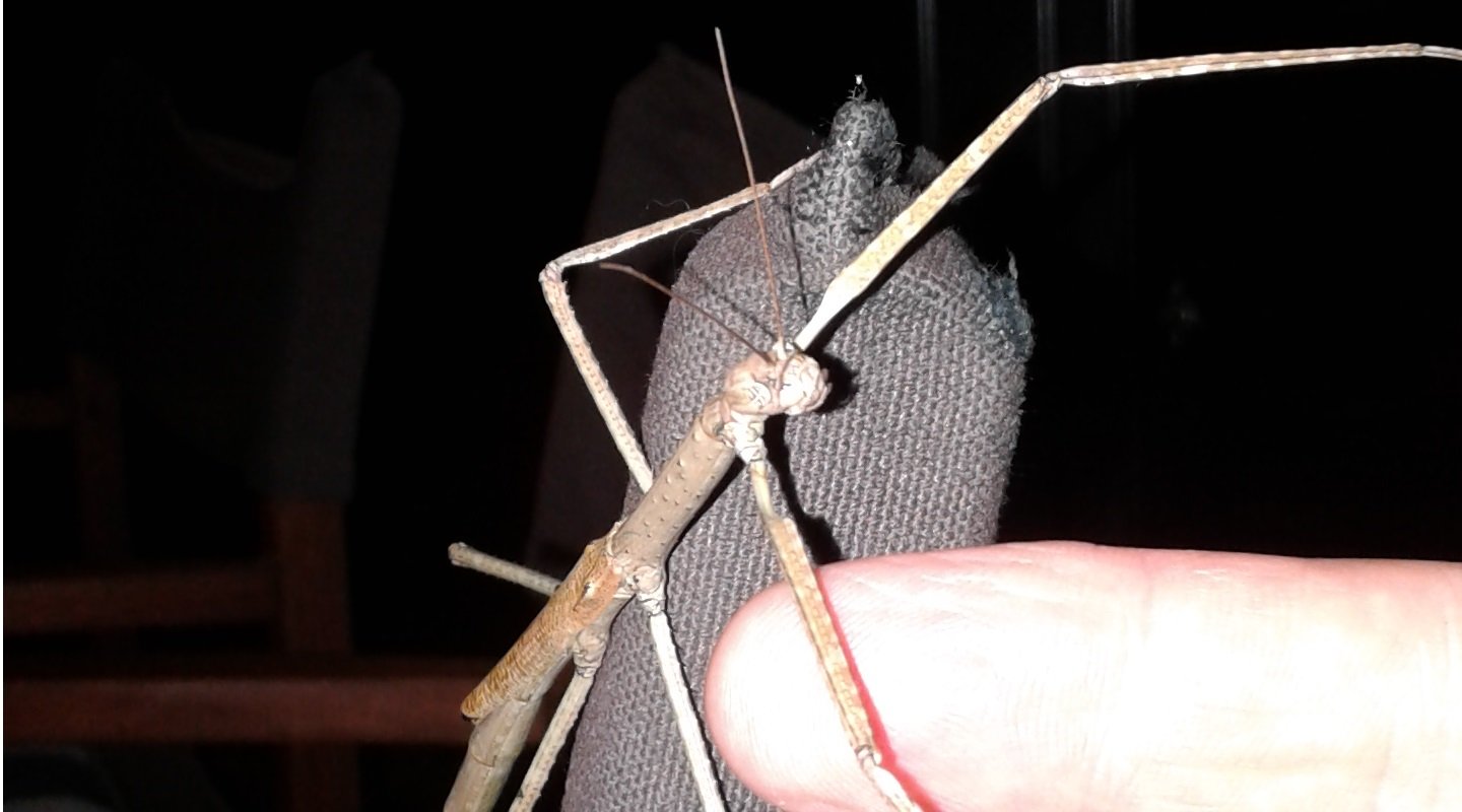Stick insect