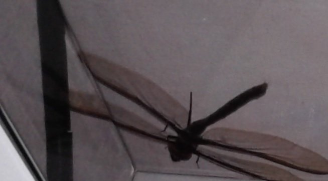 Dragonfly on turntable